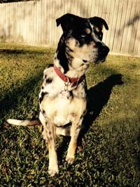 pepper watching squirrels