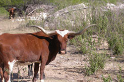 longhorn steer